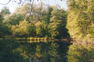 Der Dorfteich aus anderer Sicht