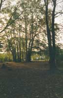 Der Park mit den alten B�umen